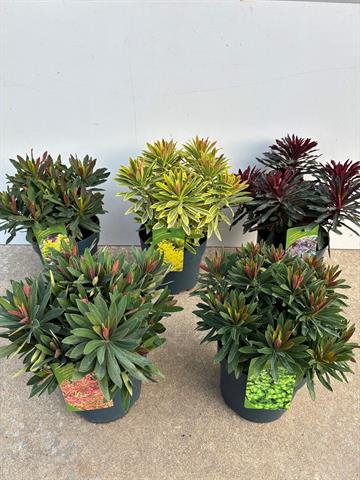 image produit EUPHORBIA AUTRE D17