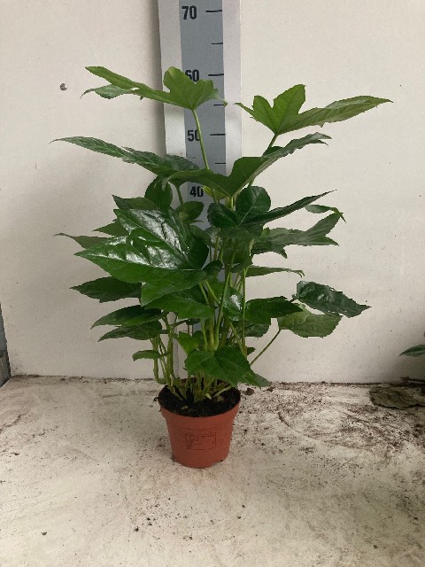 image produit FATSIA JAPONICA AUTRE D13