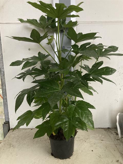 image produit FATSIA JAPONICA AUTRE D17