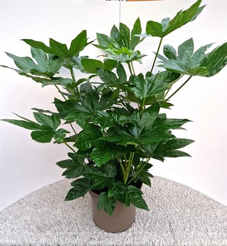 image produit FATSIA JAPONICA D27