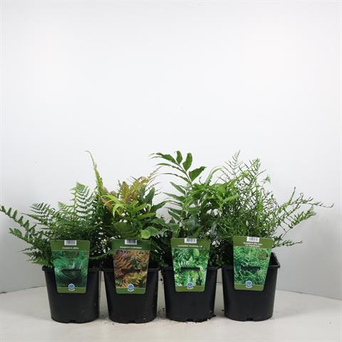 image produit FOUGERES MIX EXTERIEUR D17