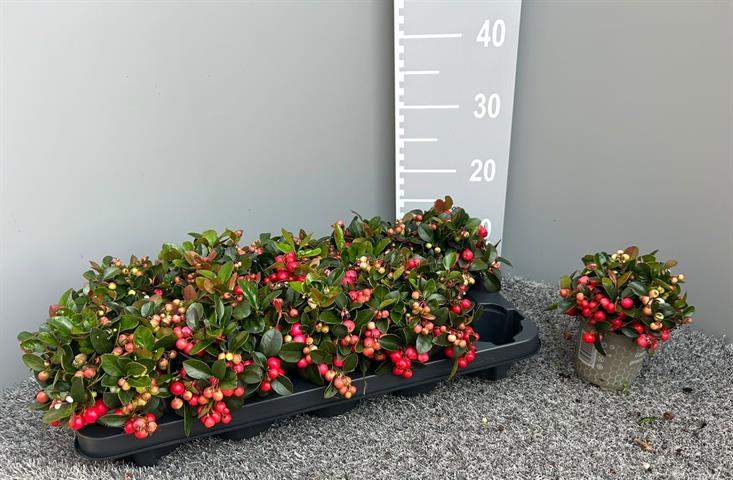 image produit GAULTHERIA PROCUMBENS D11