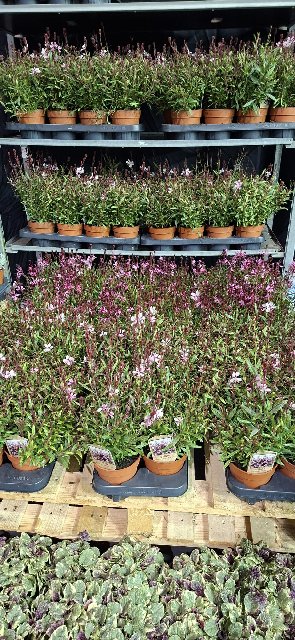 image produit GAURA LINDHEIMERI D13