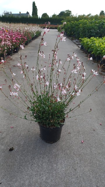 image produit GAURA LINDHEIMERI D19