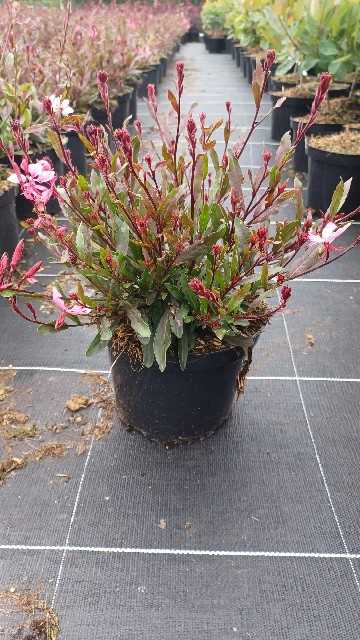 image produit GAURA SISKIYOU PINK