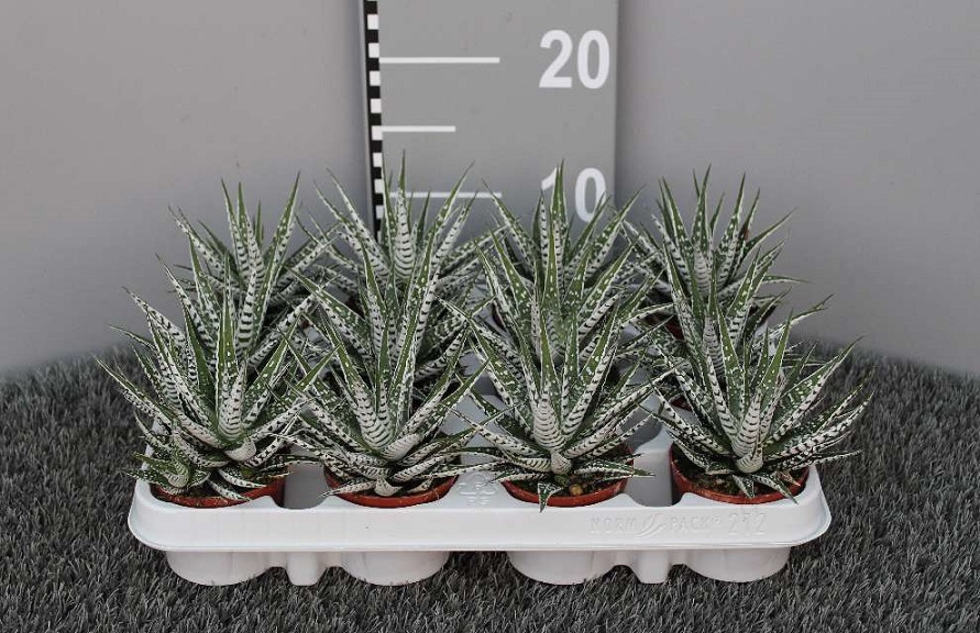 image produit HAWORTHIA FASCIATA ALBA D8.5