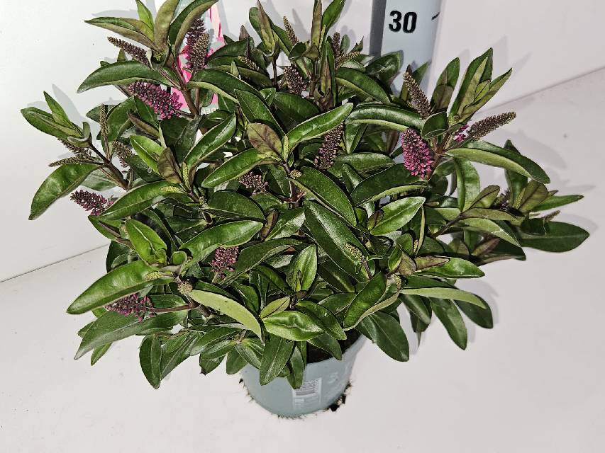 image produit HEBE ADDENDA MELANGE DANS POT