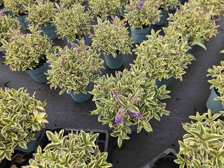image produit HEBE 'ANDERSONII VARIEGATA' D1