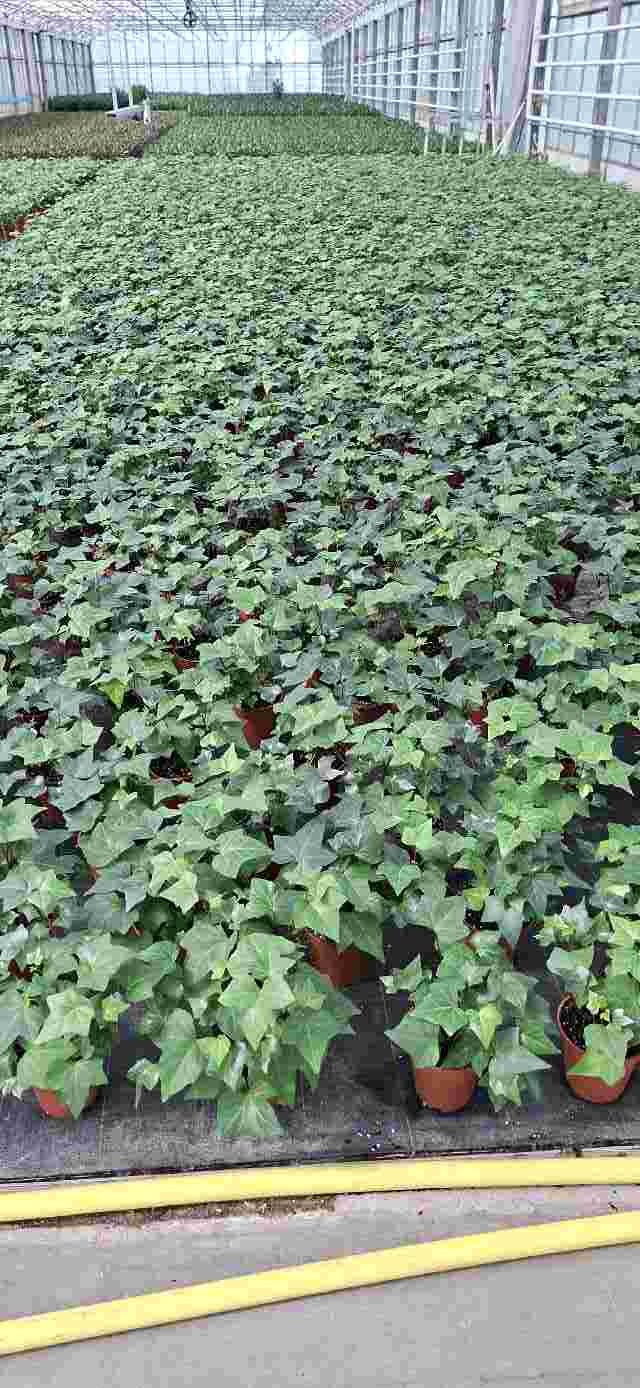 image produit HEDERA ALGERIENSIS MONTGOMERY