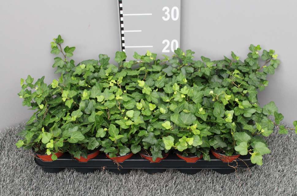 image produit HEDERA HELIX AUTRE VERT D09