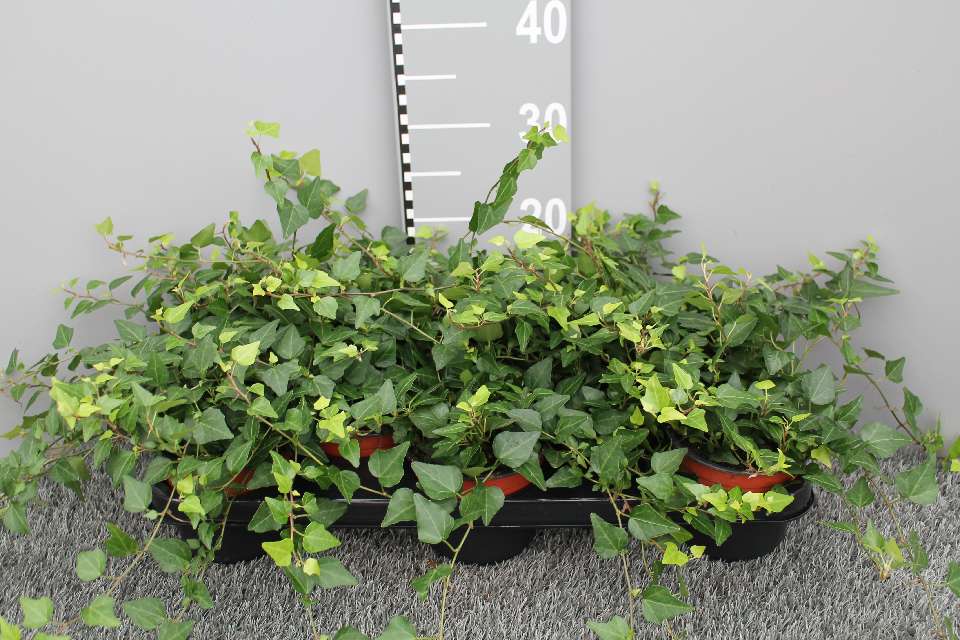 image produit HEDERA HELIX AUTRE VERT D13