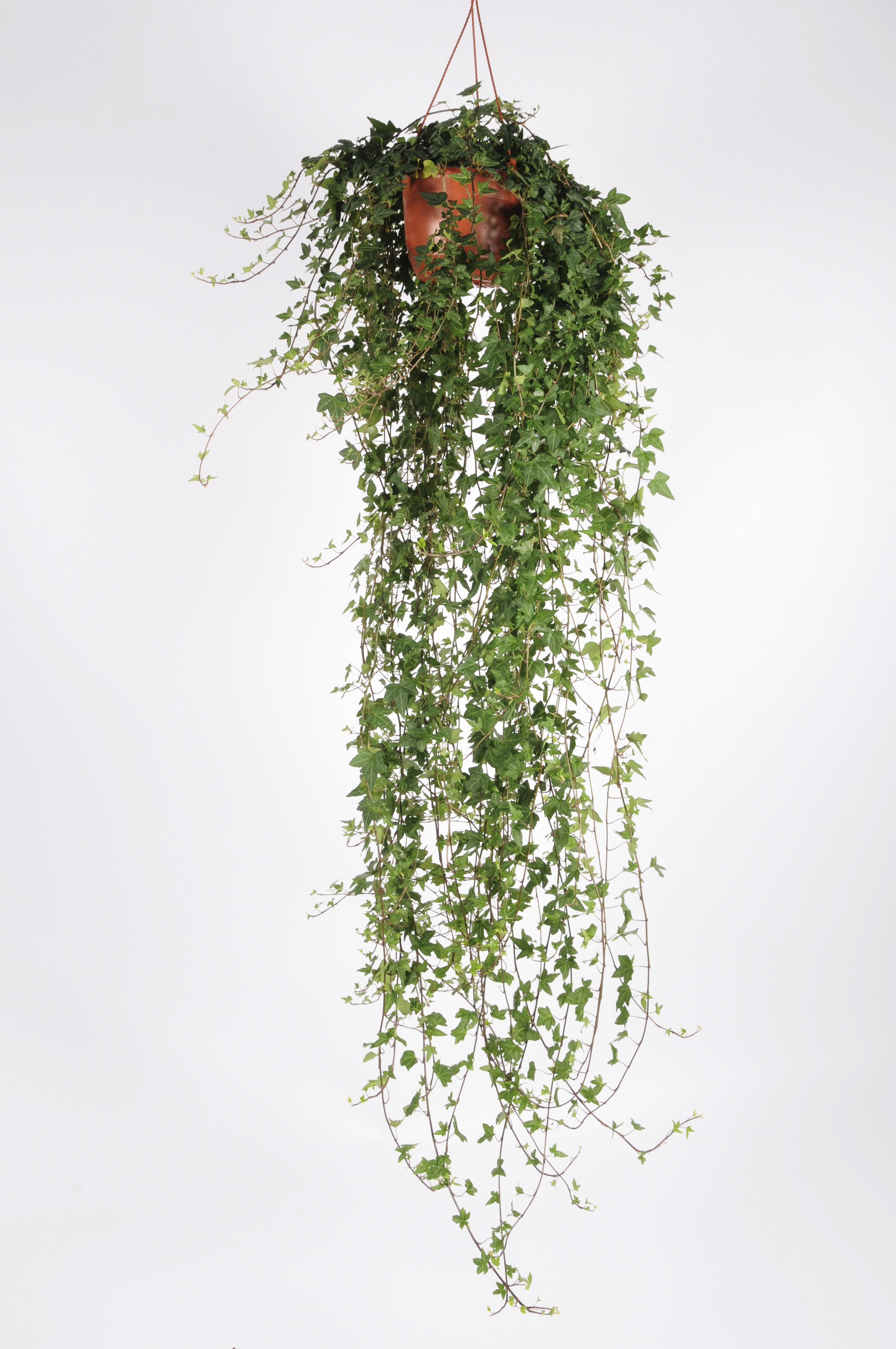 image produit HEDERA HELIX VERT 100-120 CM