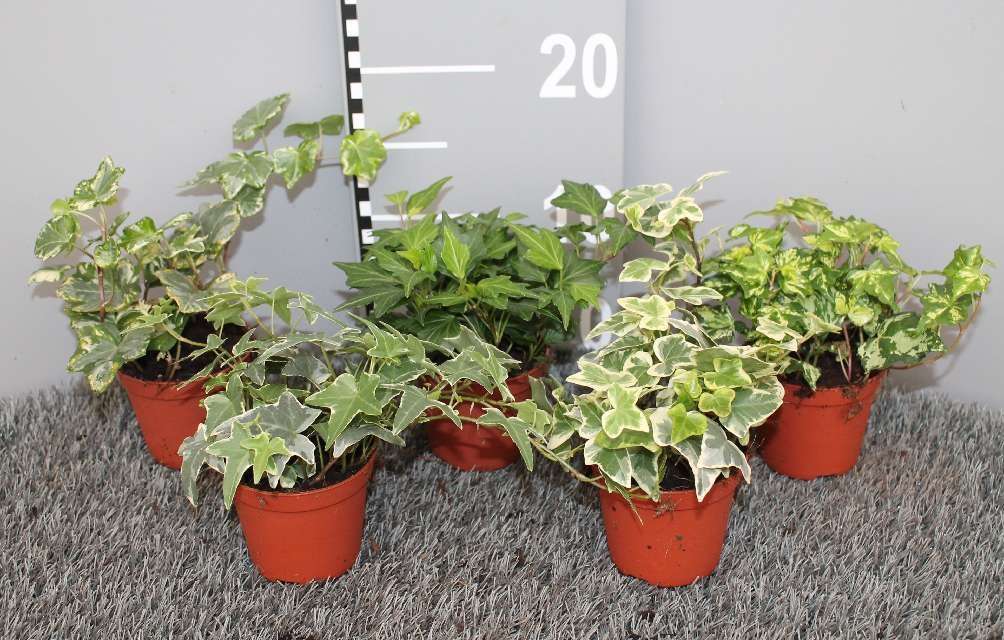 image produit HEDERA MIXTRAY D8.5