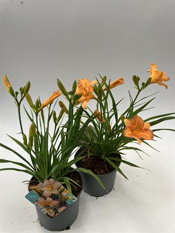 image produit HEMEROCALLIS LONGFIELDS D17