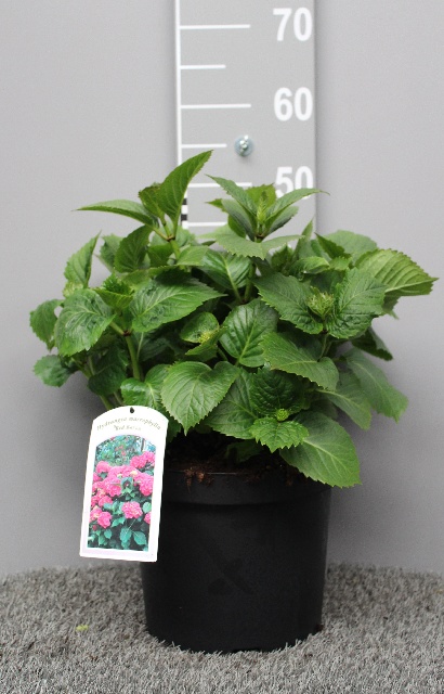 image produit HYDRANGEA MACR. PINK D27
