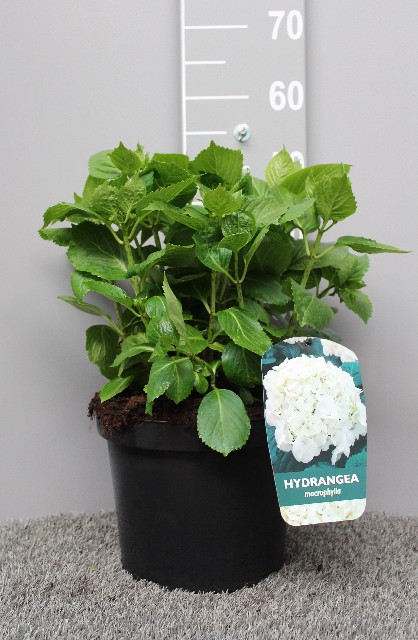 image produit HYDRANGEA MACR. WHITE D27