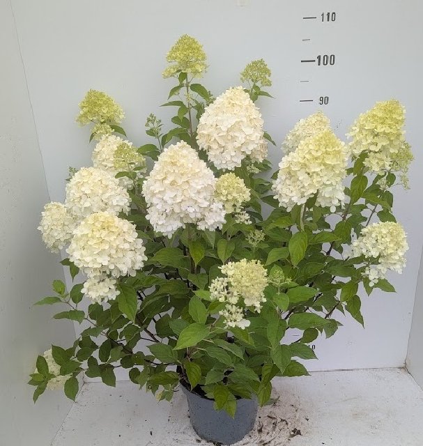 image produit HYDRANGEA PANICULATA 'LIMELIGH