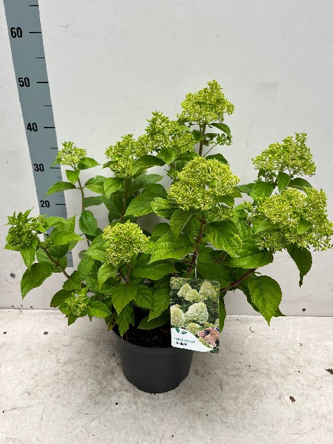 image produit HYDRANGEA PANICULATA 'LIMELIGH
