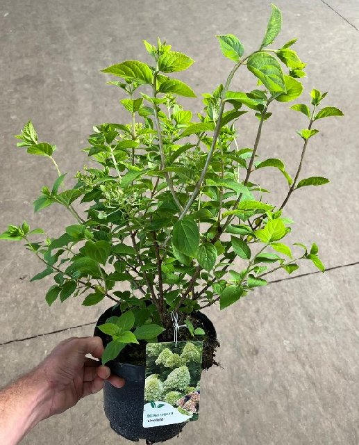 image produit HYDRANGEA PANICULATA LIMELIGHT