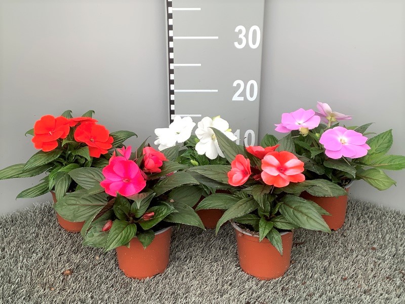 image produit IMPATIENS NEW GUINEA D10,5