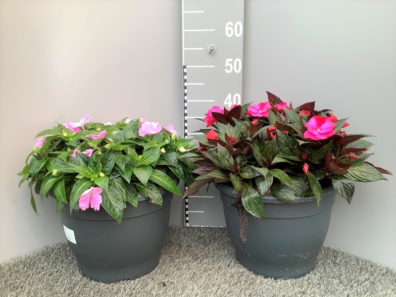 image produit IMPATIENS (NEW GUINEA GRP) MEL
