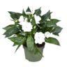 image produit IMPATIENS (NEW GUINEA GRP) PET