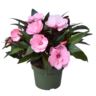 image produit IMPATIENS (NEW GUINEA GRP) TAM