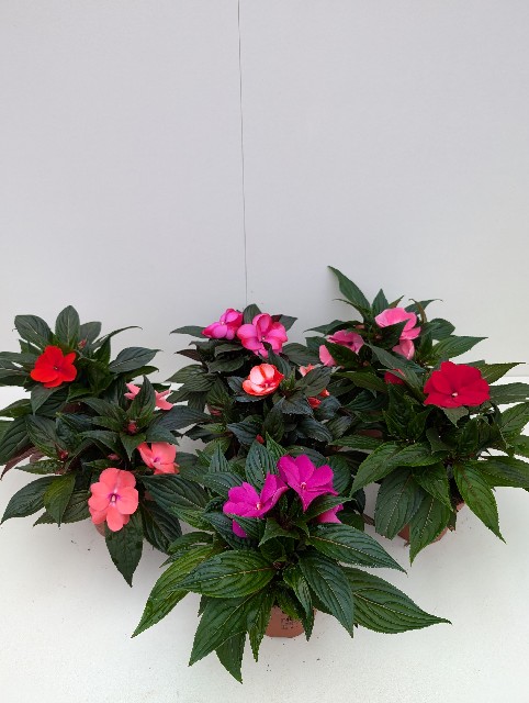 image produit IMPATIENS NEW-GUINEA MIXTE D13