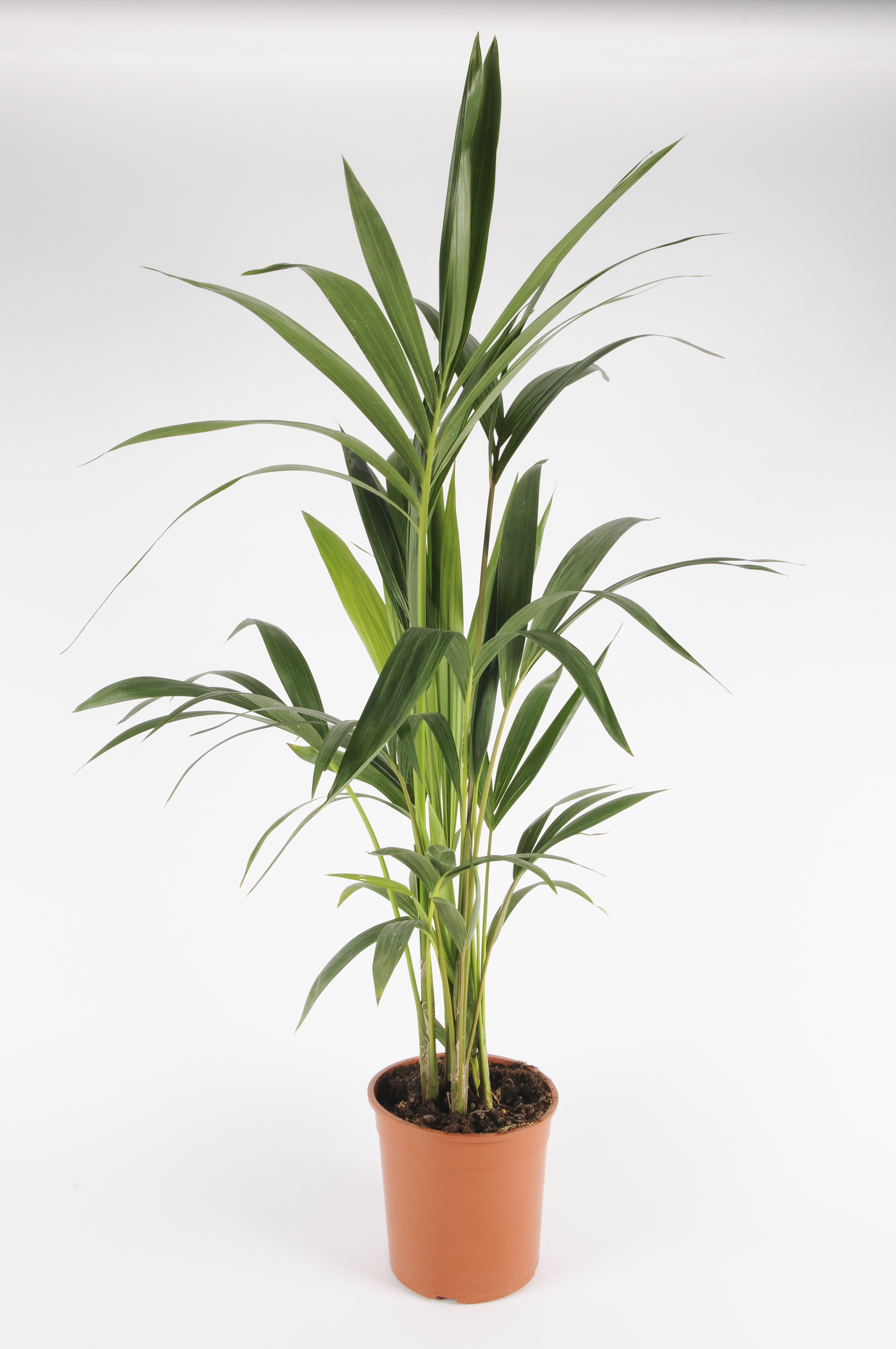 image produit KENTIA 3 PIEDS 80/100 D19