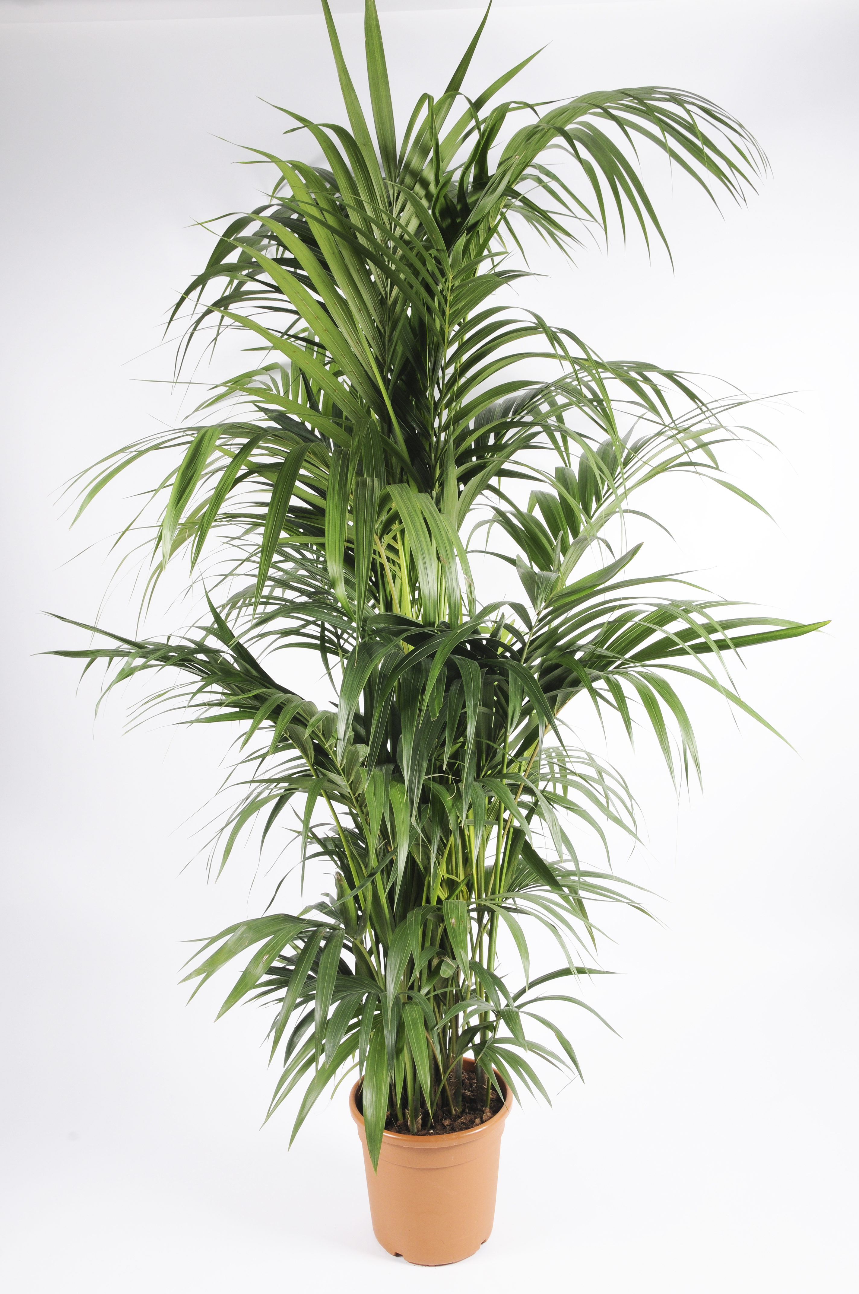 image produit KENTIA 5 PIEDS 190/200 D27