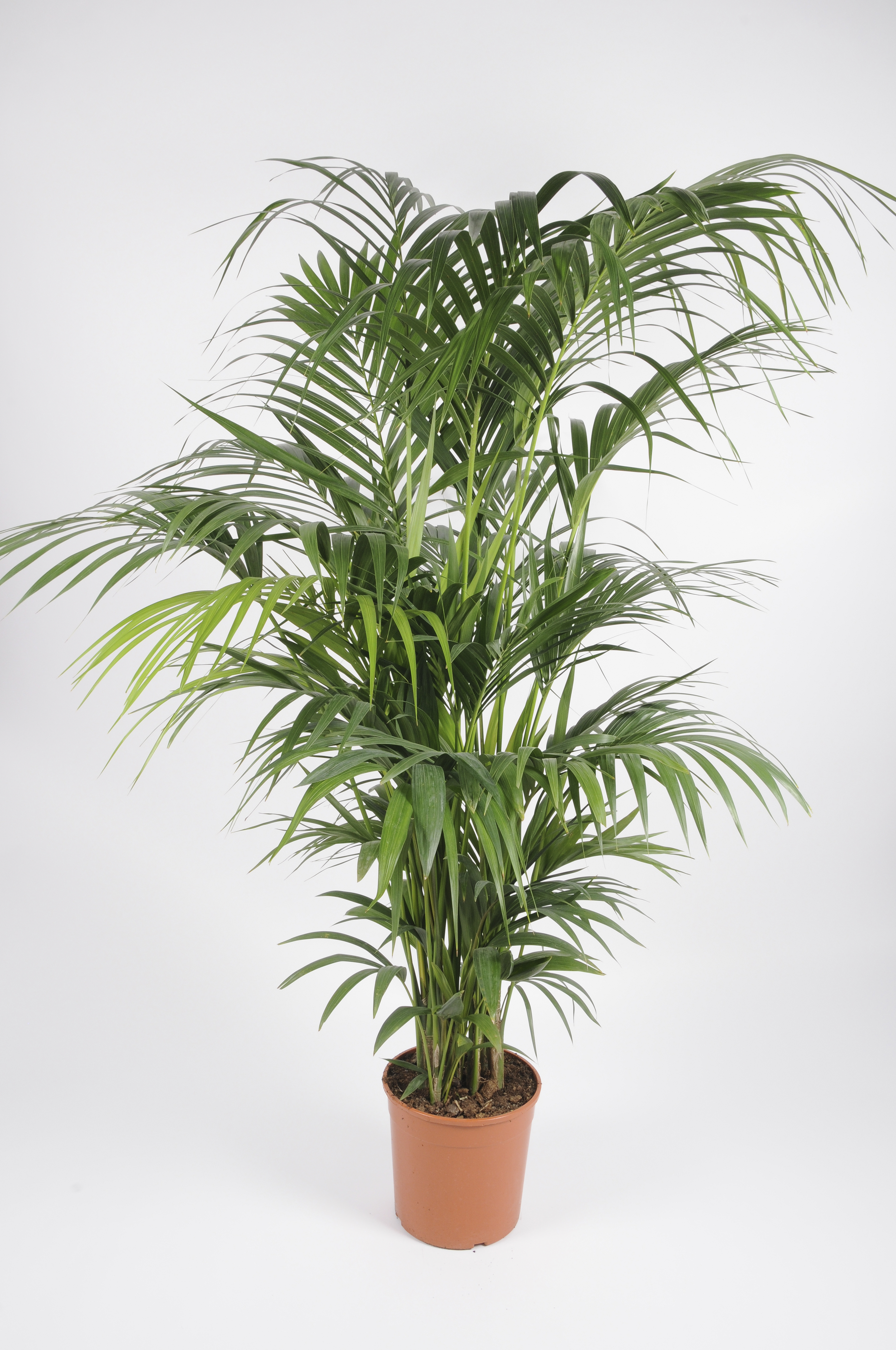 image produit KENTIA D70 300/320