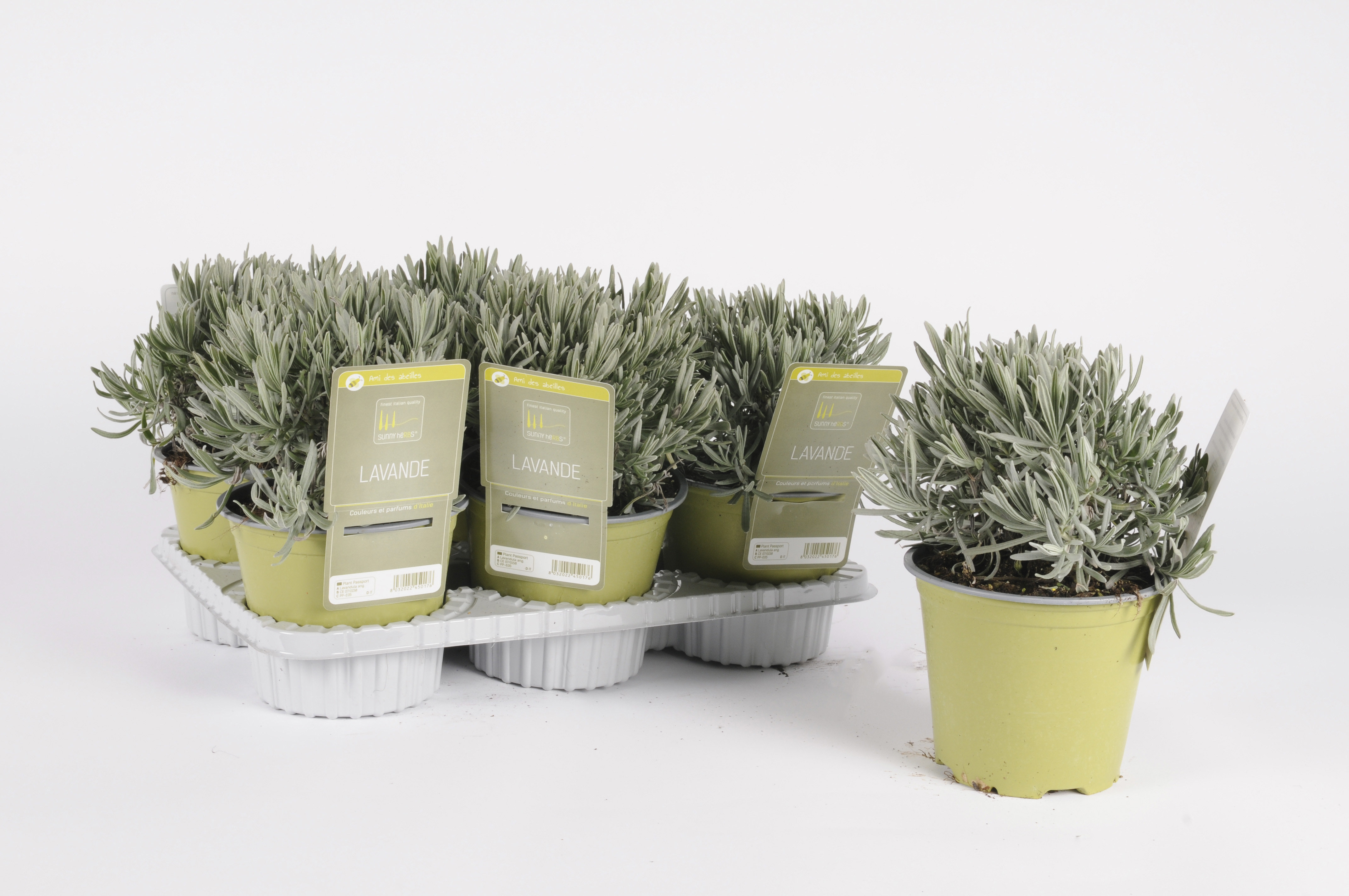 image produit LAVANDE ANGUSTIFOLIA 14 SUNNY