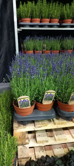 image produit LAVANDULA ANG. COMPACT BLUE D1