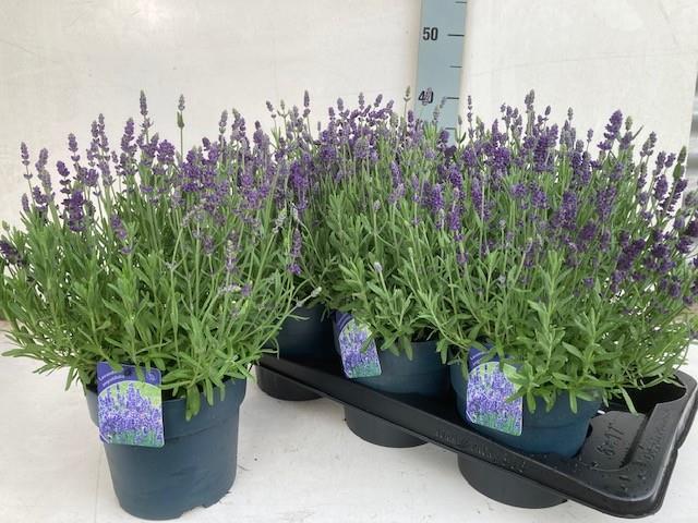 image produit LAVANDULA ANG. HIDCOTE D17