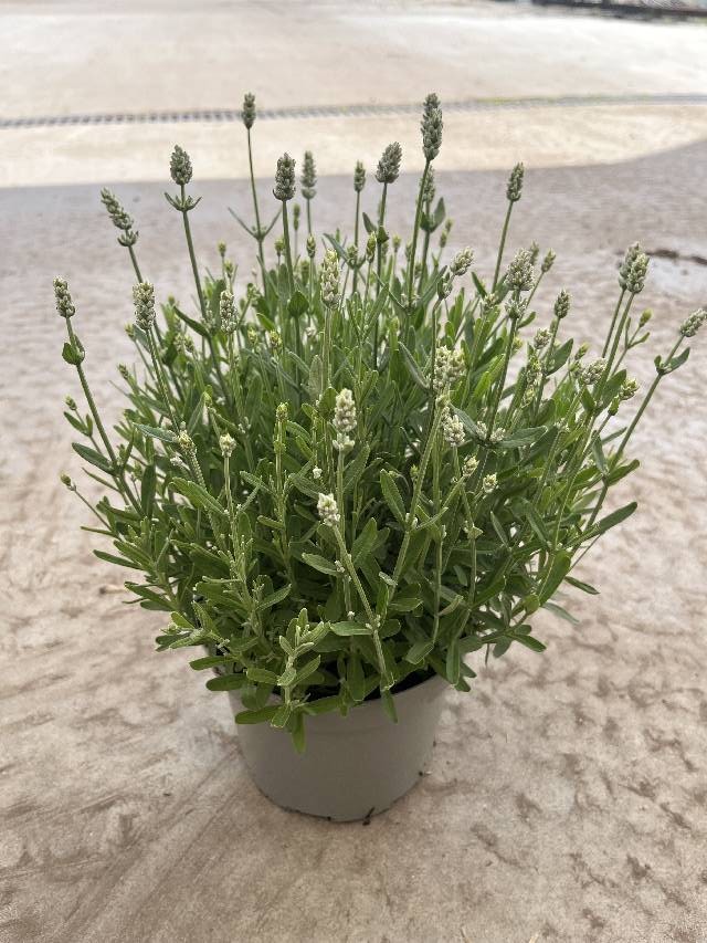 image produit LAVANDULA ANG. WHITE SUMMER D1