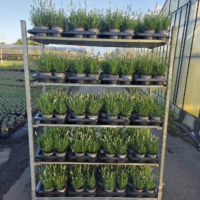 image produit LAVANDULA ANG. WHITE SUMMER D1