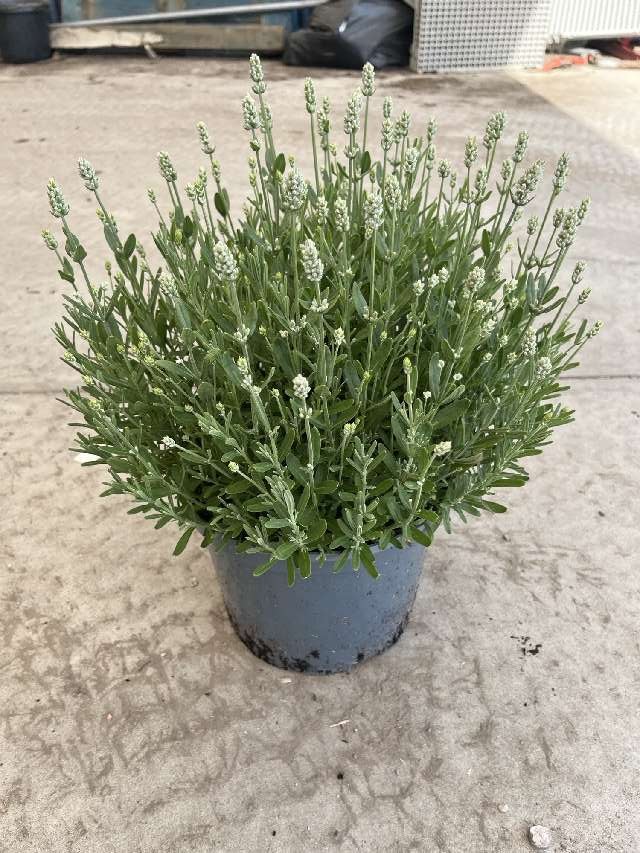 image produit LAVANDULA ANG. WHITE SUMMER D2