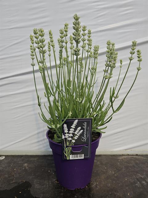 image produit LAVANDULA ANGUSTIFOLIA 'ALBA D