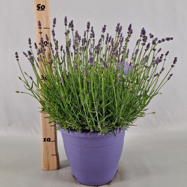 image produit LAVANDULA ANGUSTIFOLIA 'ESSENC