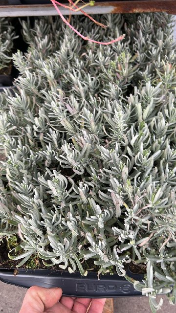 image produit LAVANDULA ANGUSTIFOLIA 'HIDCOT