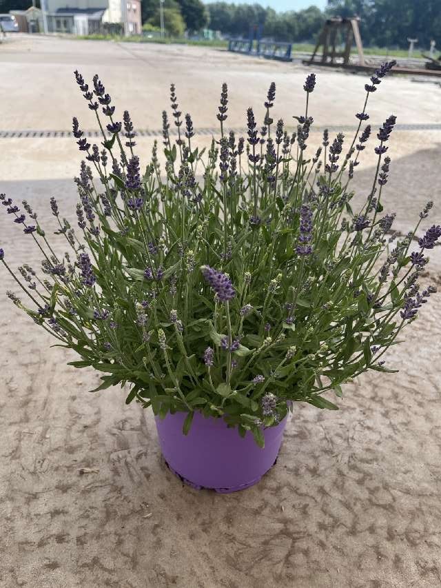image produit LAVANDULA ANGUSTIFOLIA 'HIDCOT