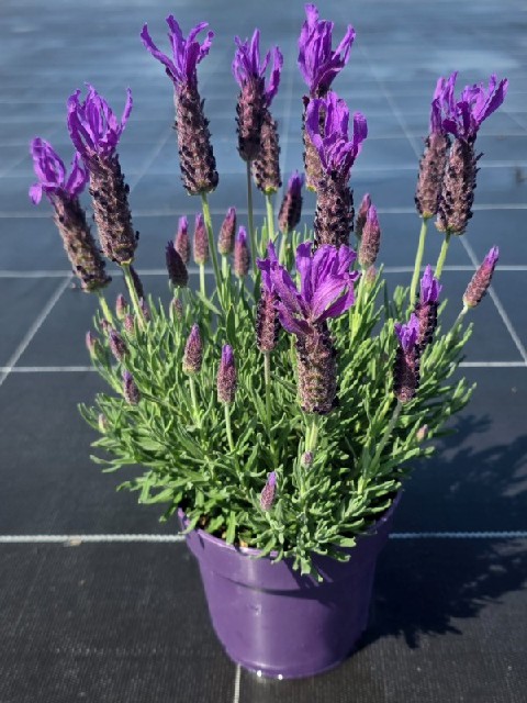 image produit LAVANDULA STOECHAS D13