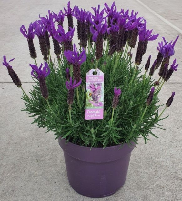 image produit LAVANDULA STOECHAS D24