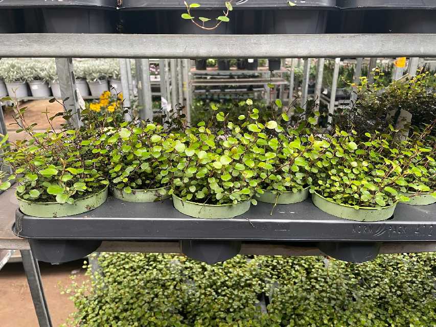 image produit MUEHLENBECKIA COMPLEXA MAO'RI