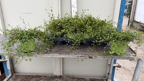 image produit MUEHLENBECKIA COMPLEXA MAO'RI