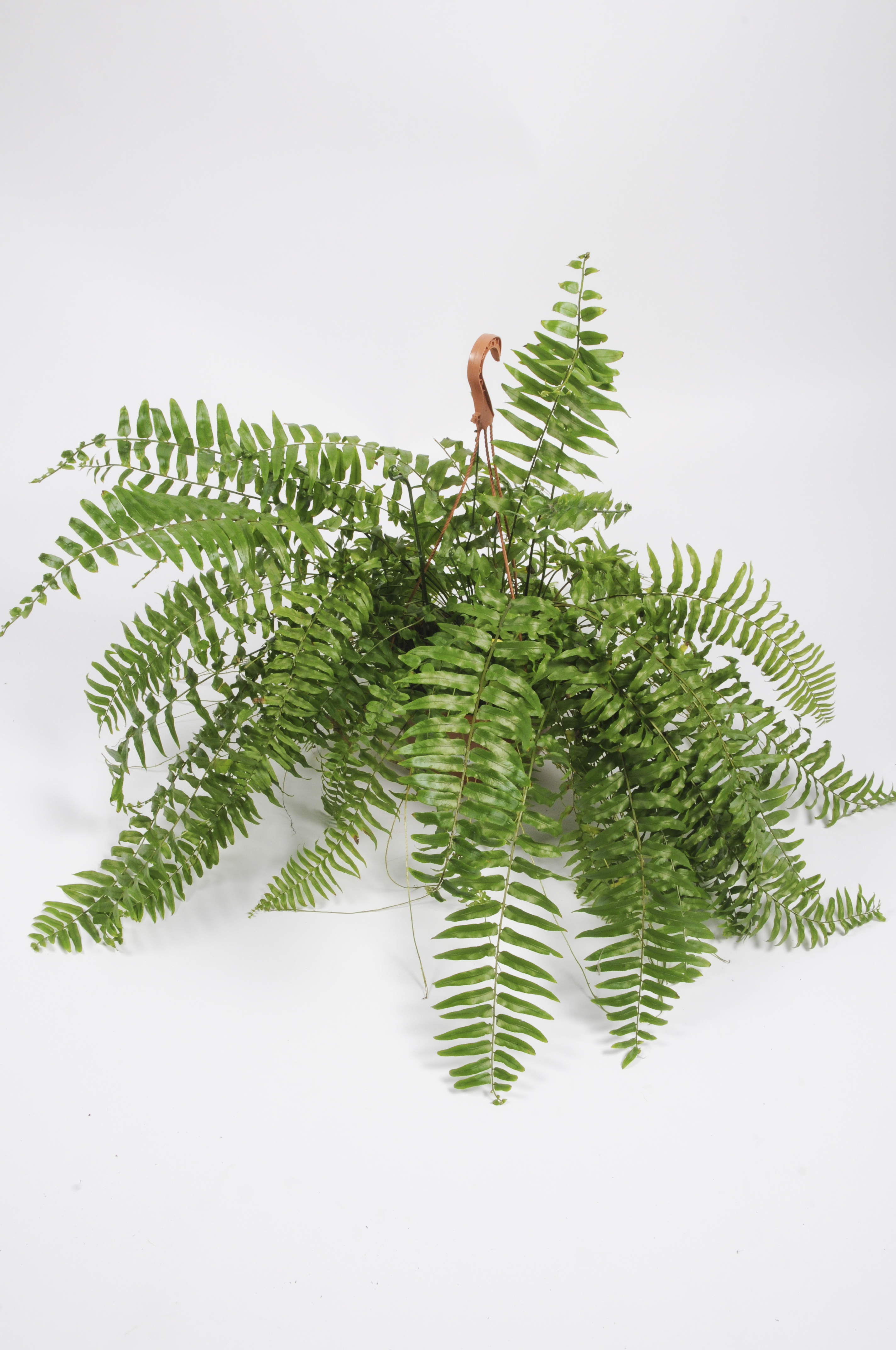 image produit NEPHROLEPIS MACHO D23 SUSP