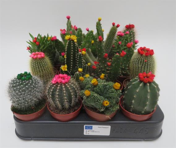 image produit CACTUS FLEURS DE PAILLE D5.5