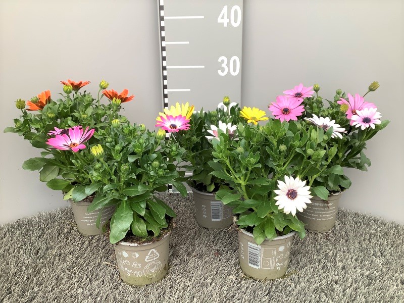 image produit OSTEOSPERMUM MIX D10