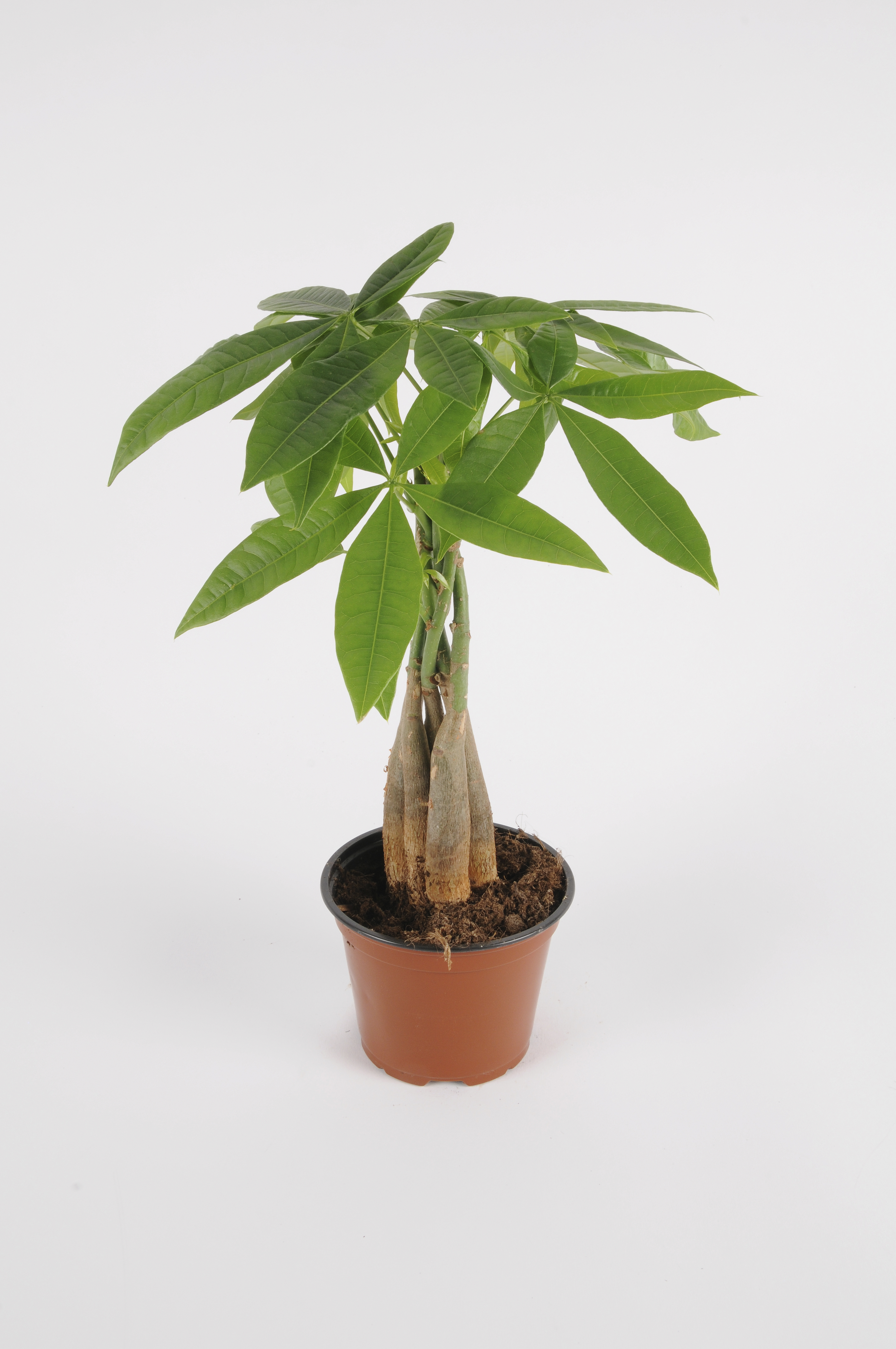 image produit PACHIRA D14