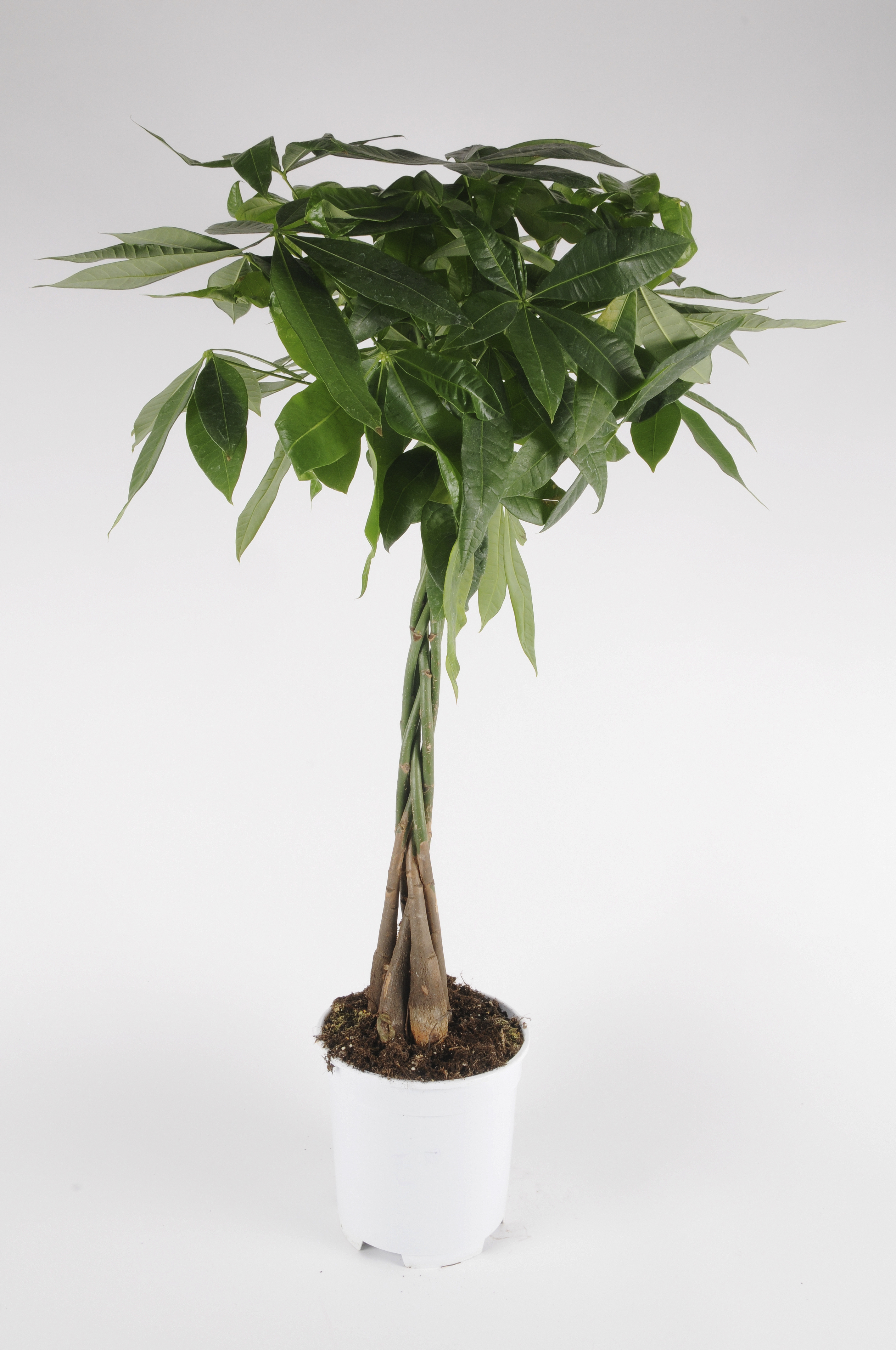 image produit PACHIRA D17